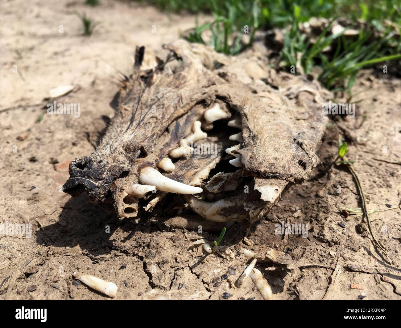Skull of a dead wolf or dog with a tusk and incisor teeth, premolars and molars Stock Photo