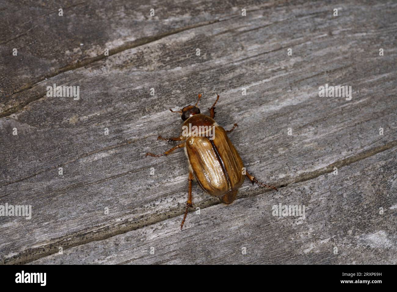 Amphimallon solstitiale Family Scarabaeidae Genus Amphimallon Summer chafer European june beetle wild nature insect photography, picture, wallpaper Stock Photo