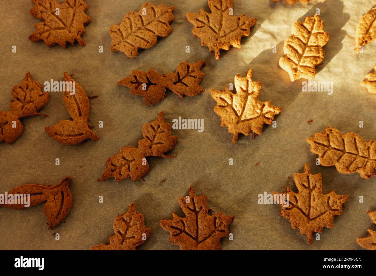 Autumn leaf shaped cookie of gingerbread dough. Autumn festive cookies on cooking parchment. Handmade bakery. Gingerbread cookie form. Stock Photo
