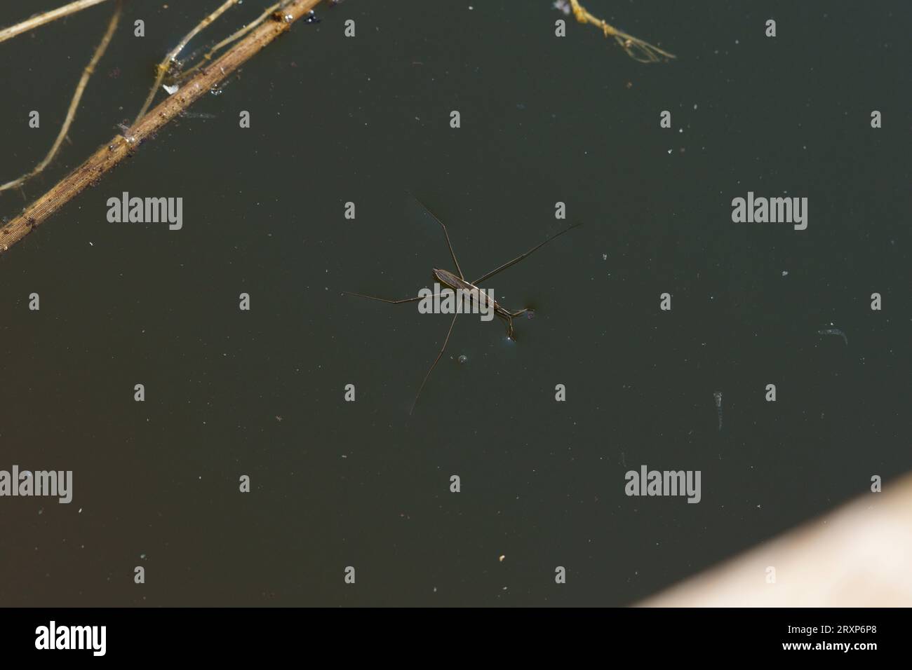 Aquarius paludum Family Gerridae Genus Aquarius Northants water bug