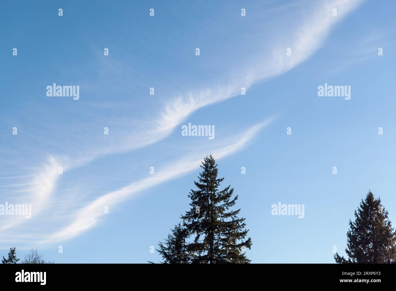 Peaceful winter scene with wispy, thin white clouds crossing a blue sky; the top of evergreen trees point up towards the sky in Vancouver, Canada. Stock Photo