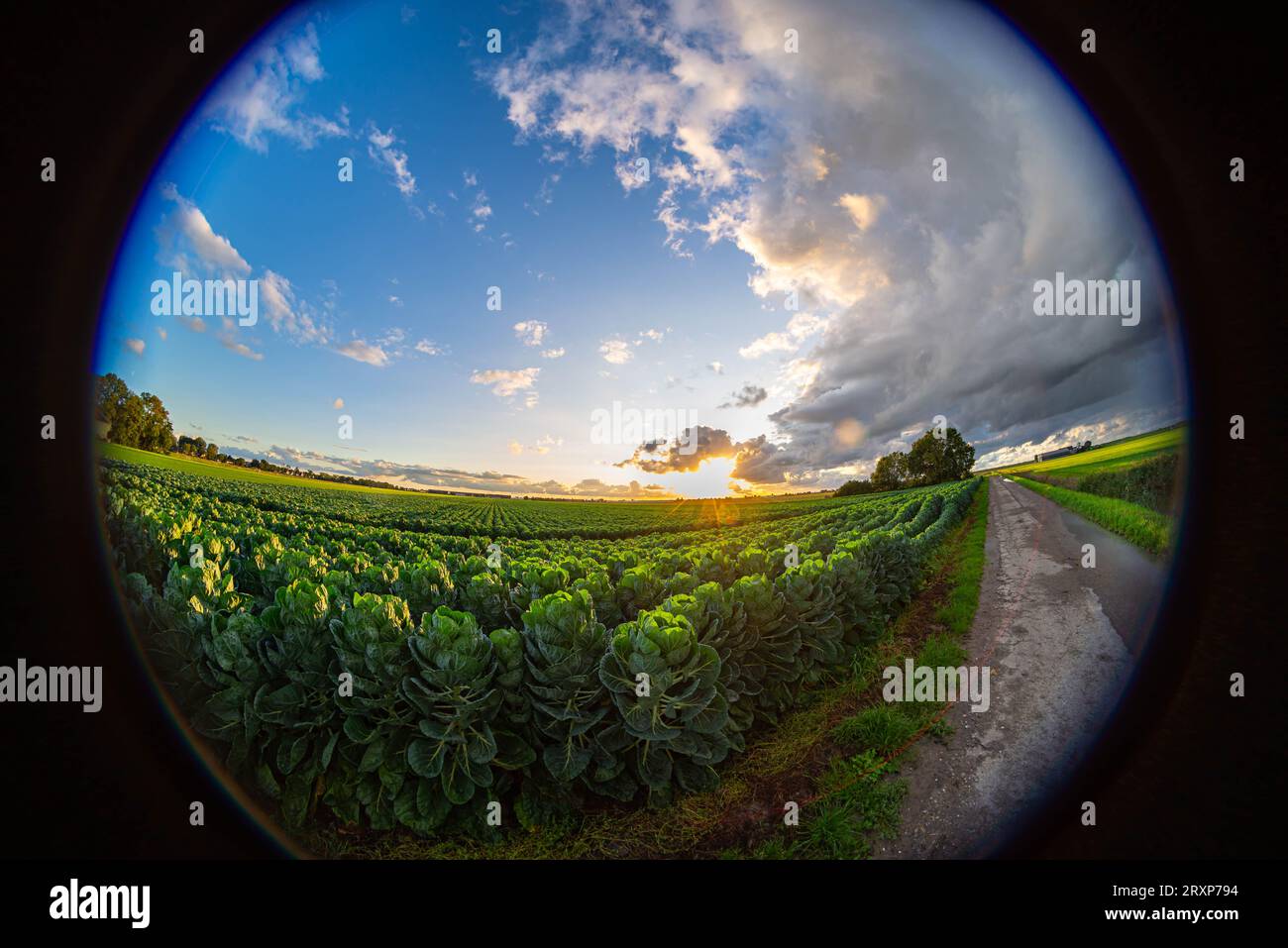 Fisheye view of a cabbage field at sunset Stock Photo