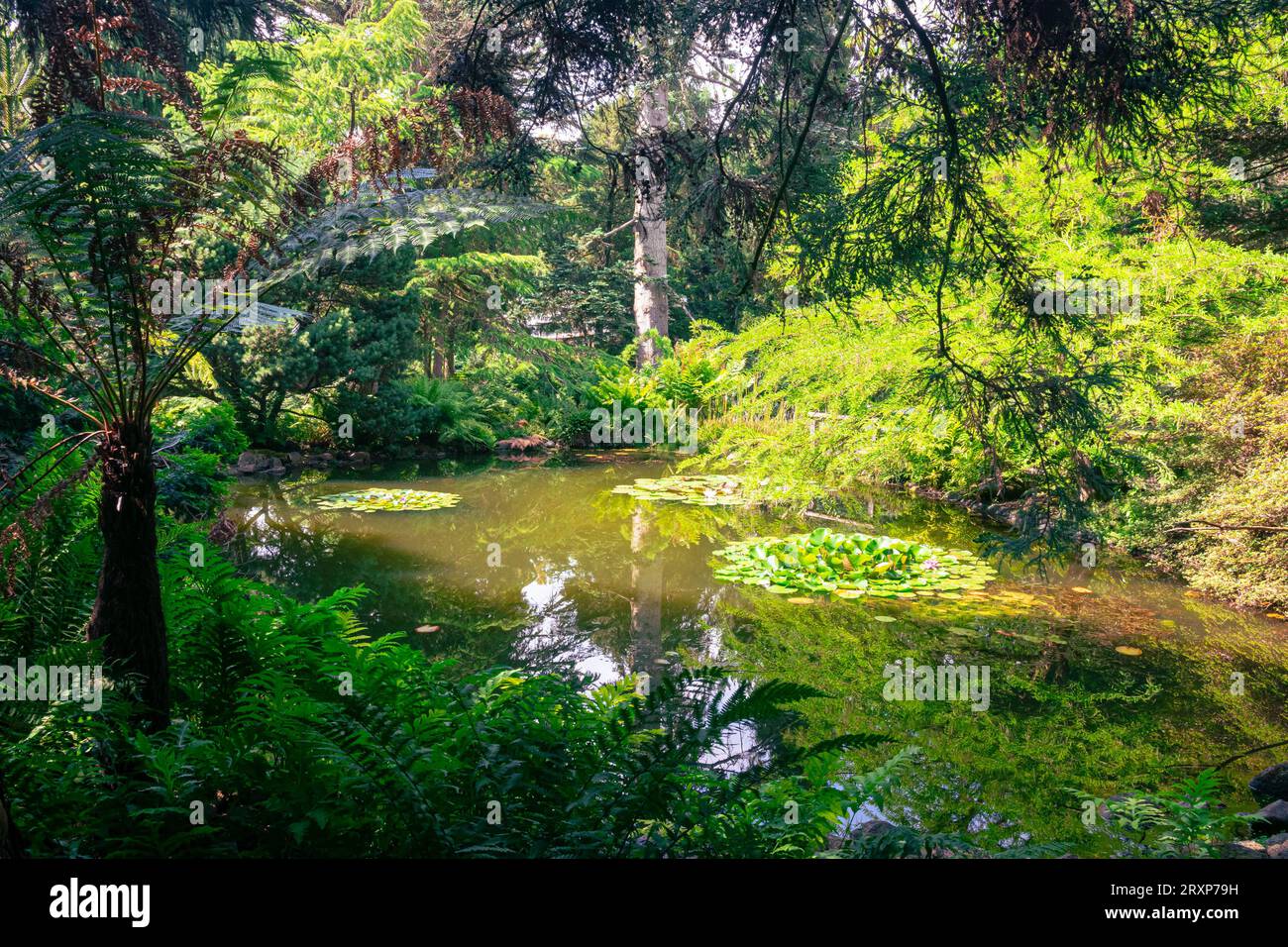 Idyllic view of a pond surrounded by lush vegetation Stock Photo
