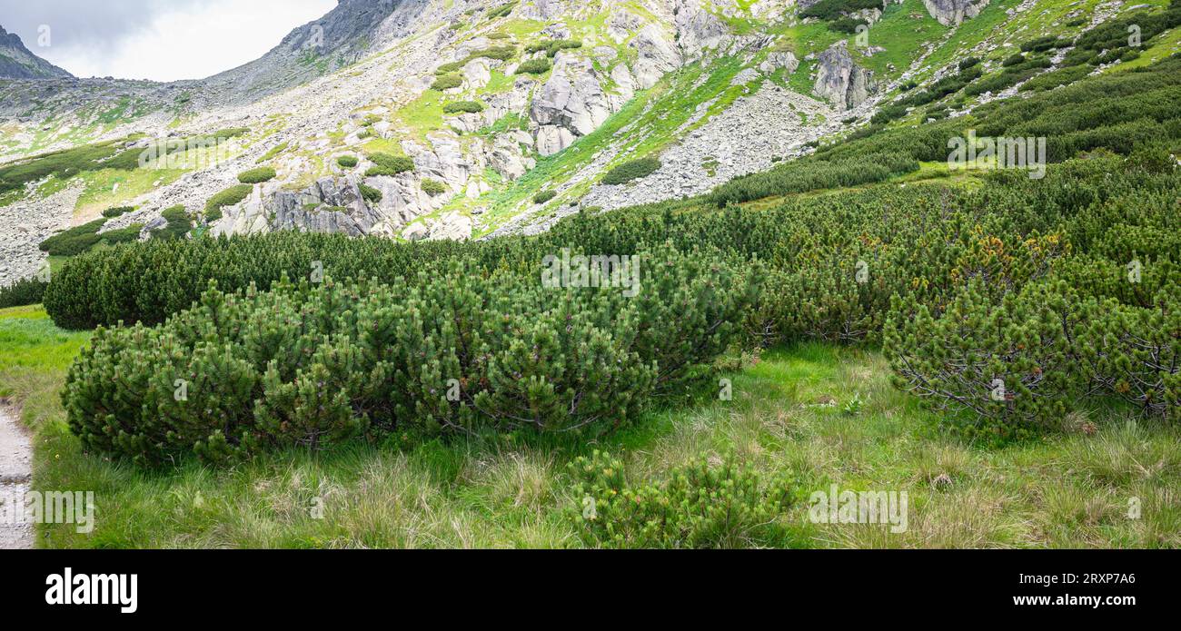 Dwarf mountain pines in High Tatra mountains of Slovakia Stock Photo