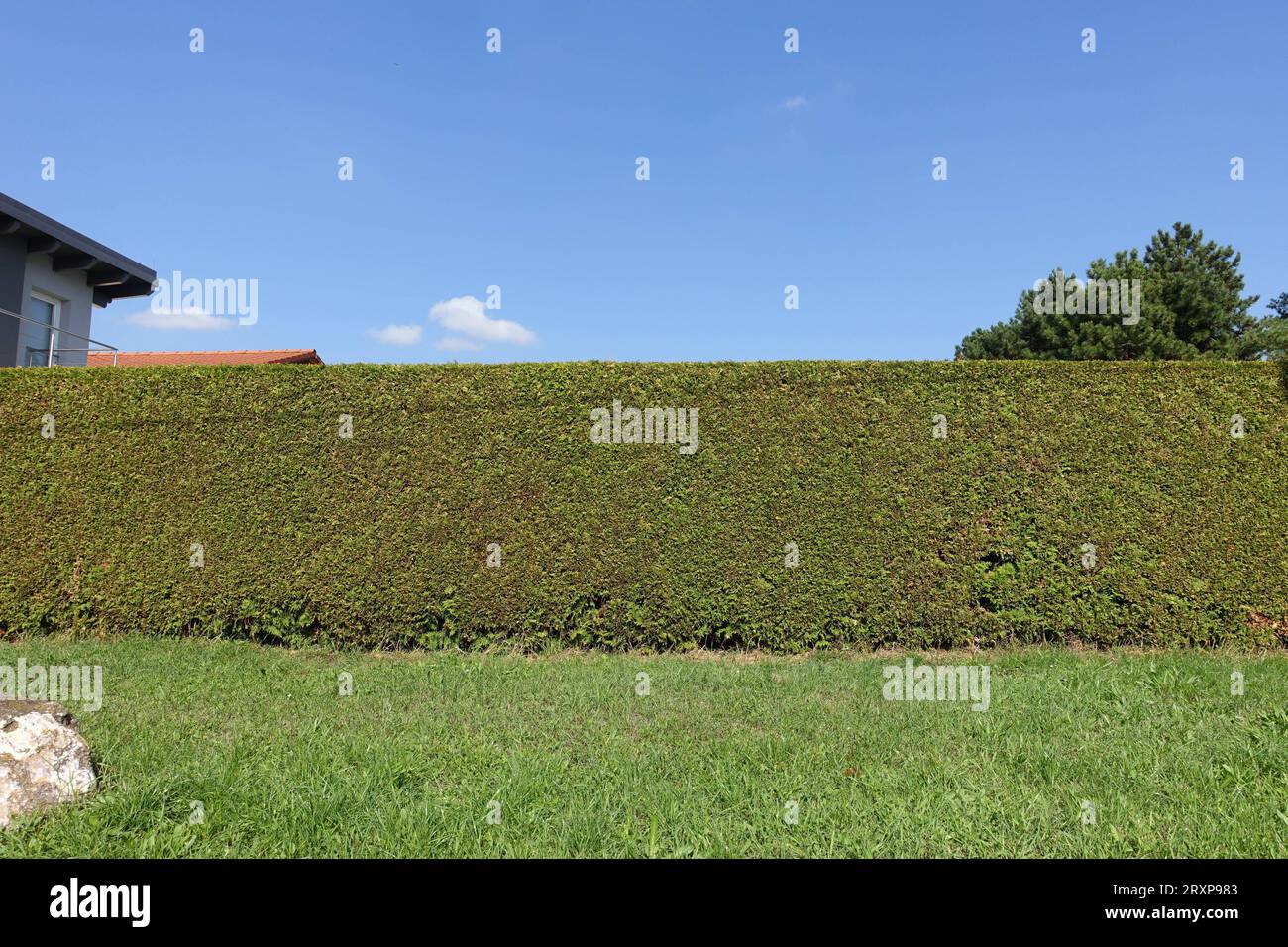 Hecke Sichtschutz in Gartenanlage Wien, 26. 09. 2023 Hecke
