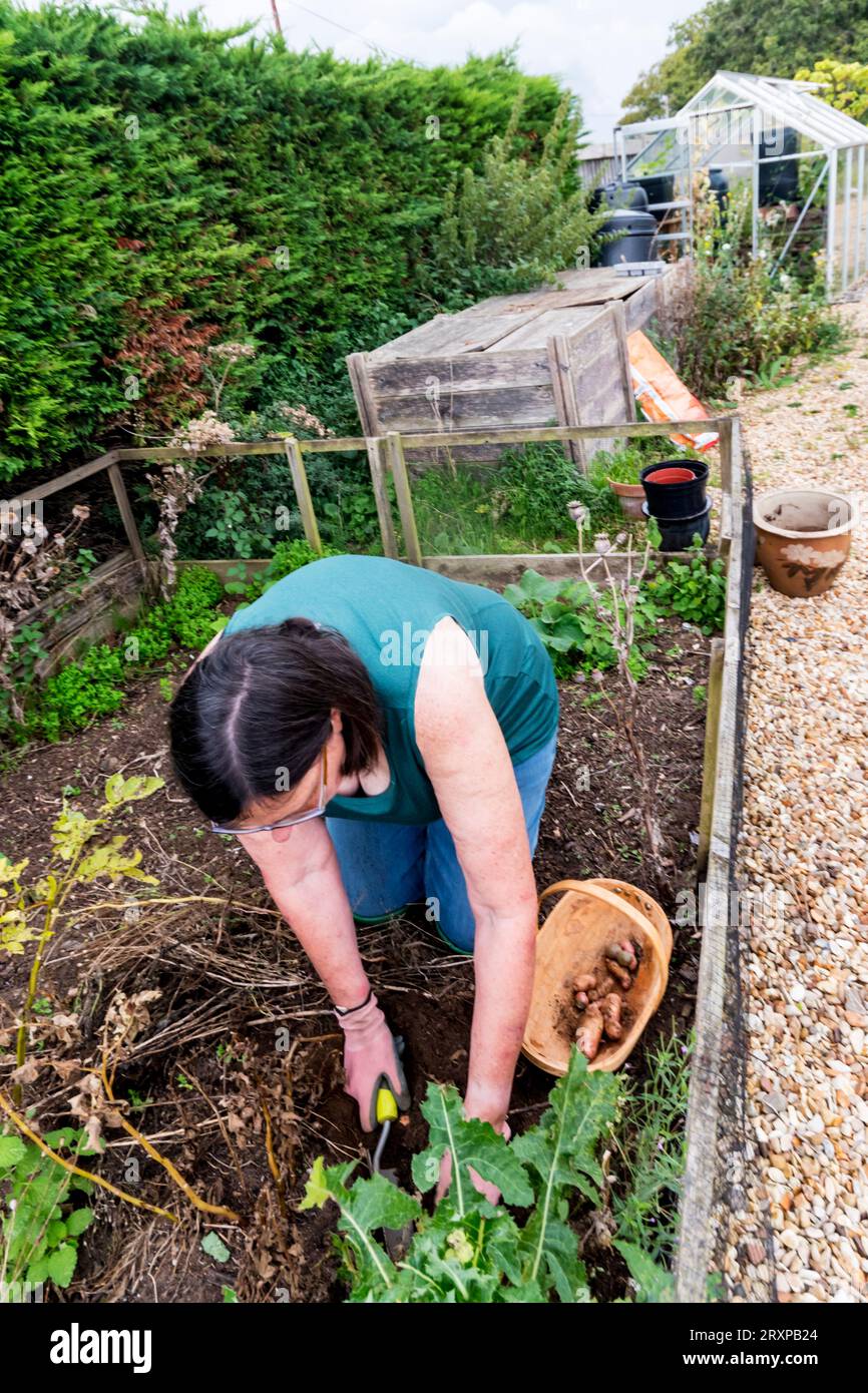 Woman digging up pink fir apple potatoes in her vegetable garden or allotment. Stock Photo