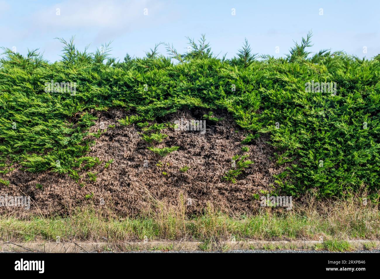 Bare patch in conifer hedge caused by overcutting back into dead wood