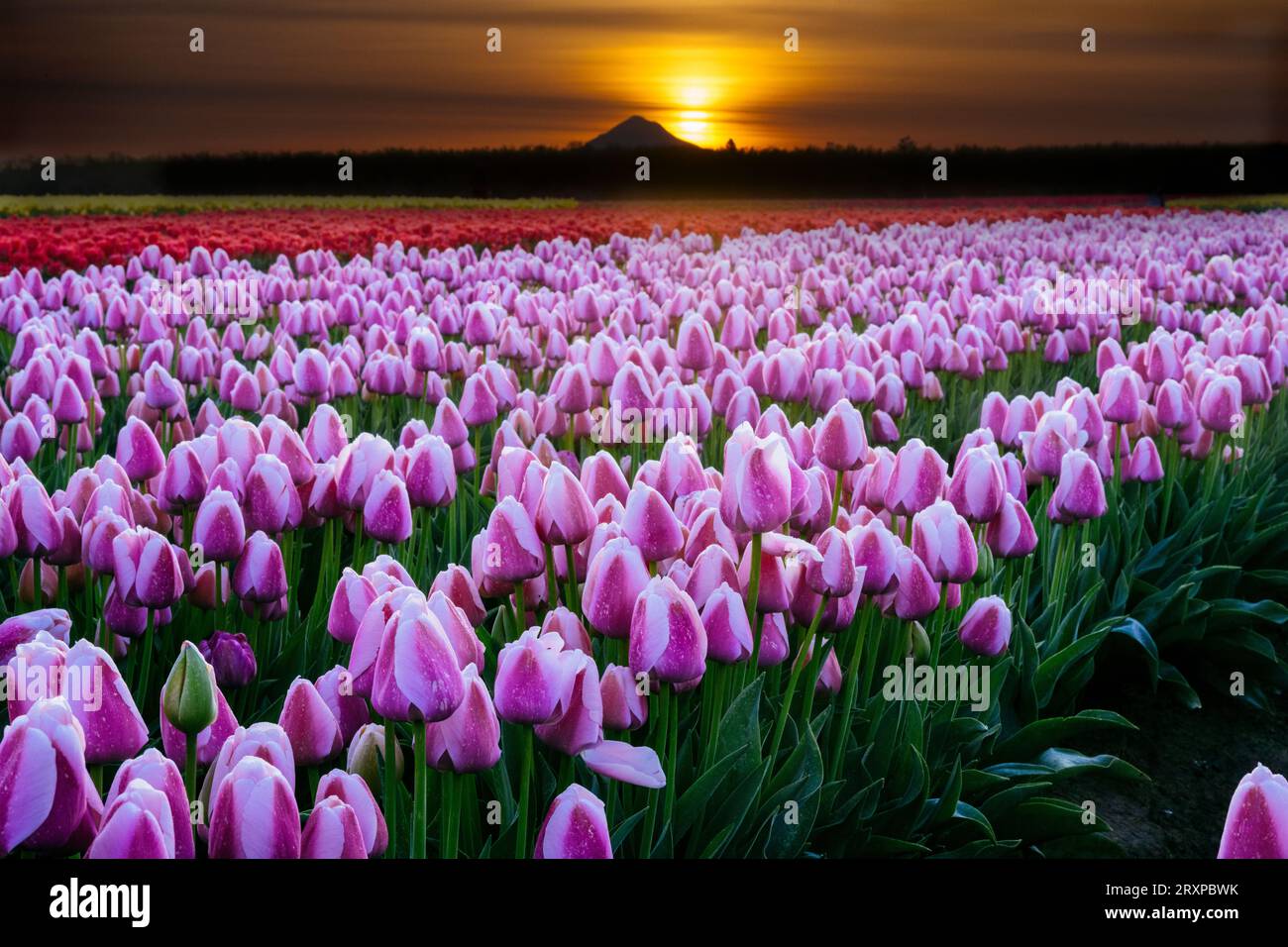 Field of purple tulips at sunset Stock Photo