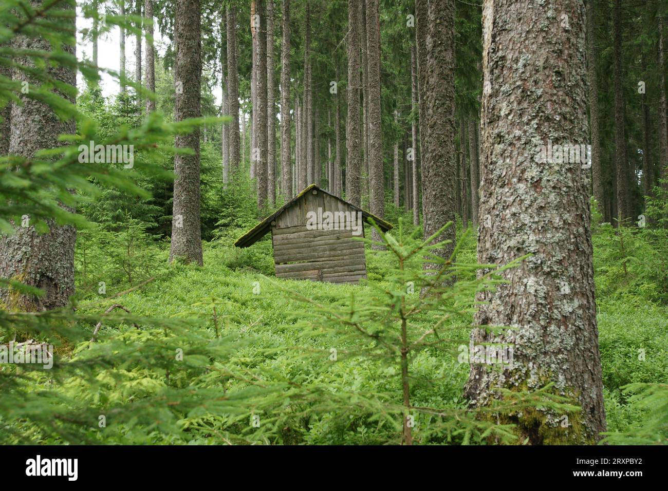 Hütte im wald hi-res stock photography and images - Alamy