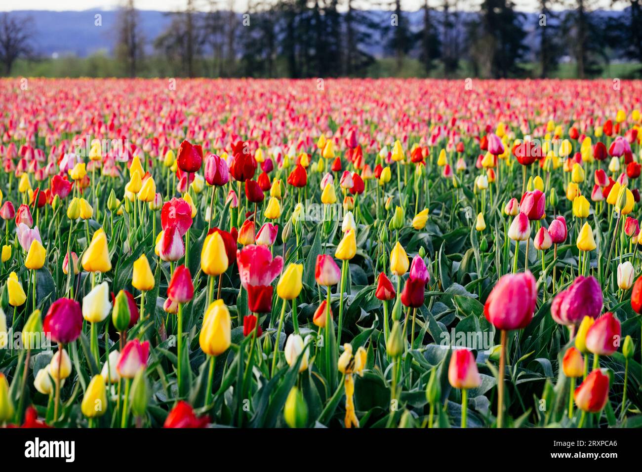 Field of red and yellow tulips Stock Photo