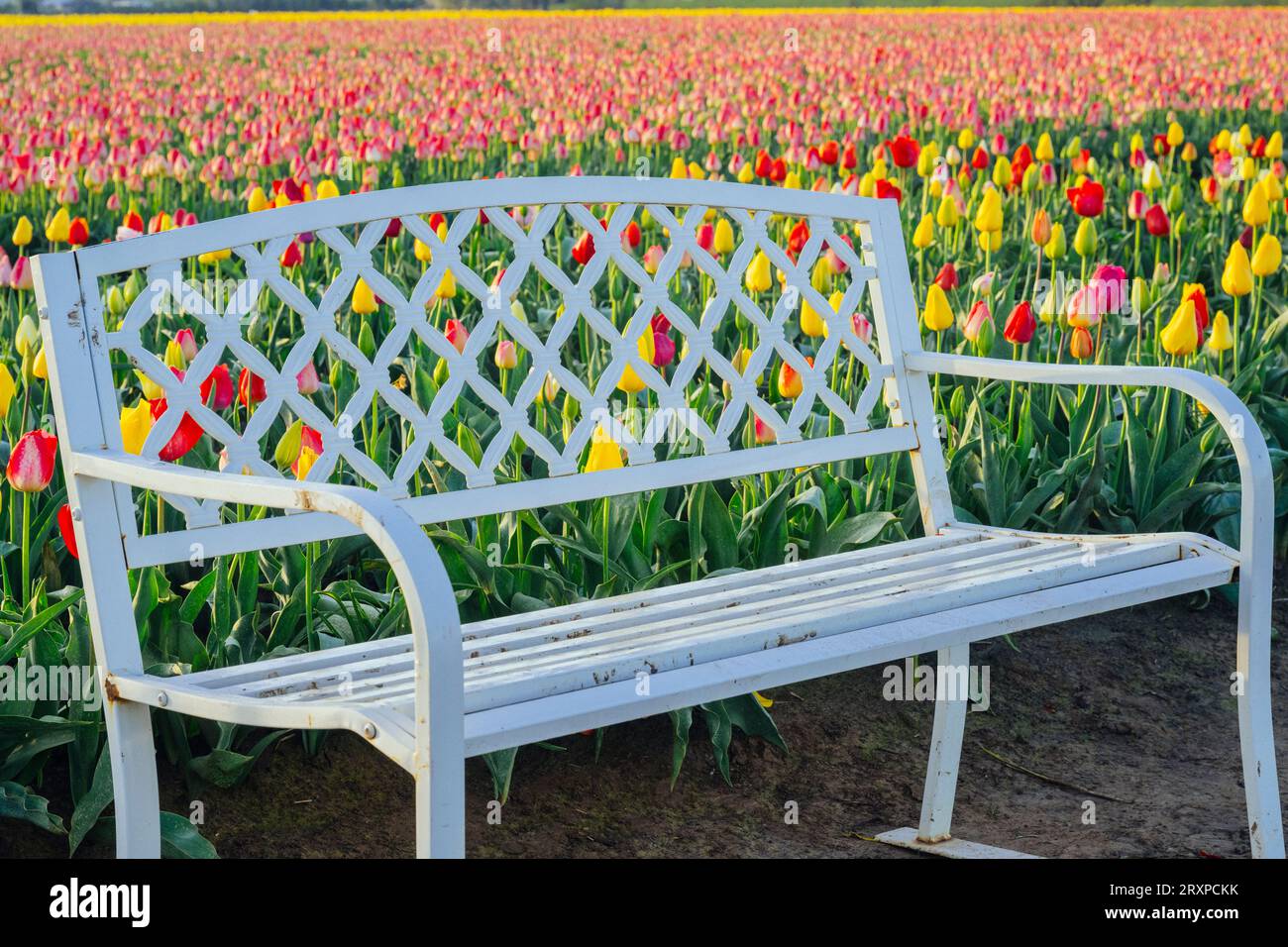 Empty bench in front of tulip field Stock Photo
