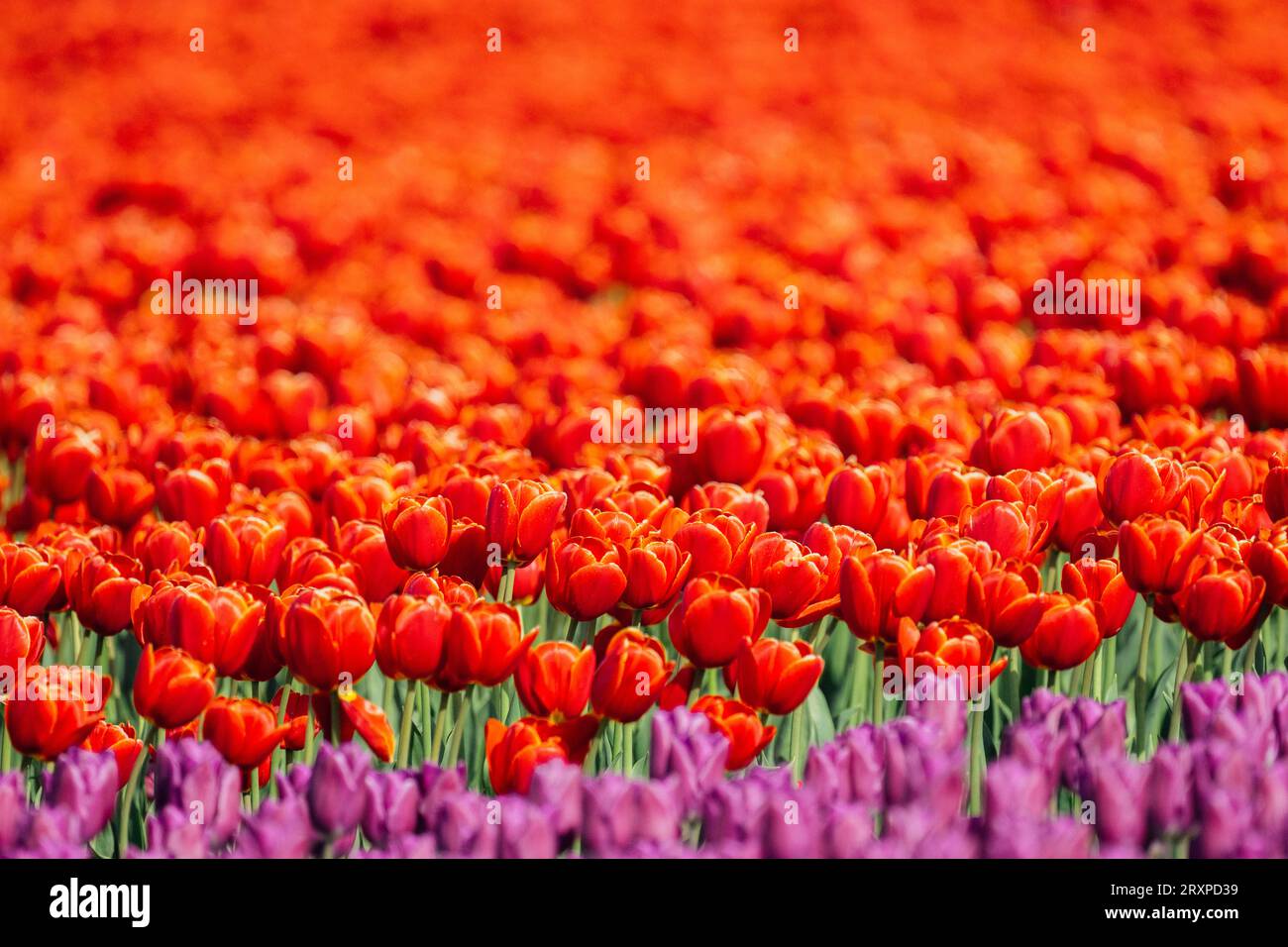 Field of red tulips Stock Photo
