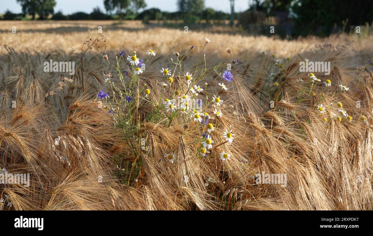 Korn feld hi-res stock photography and images - Alamy