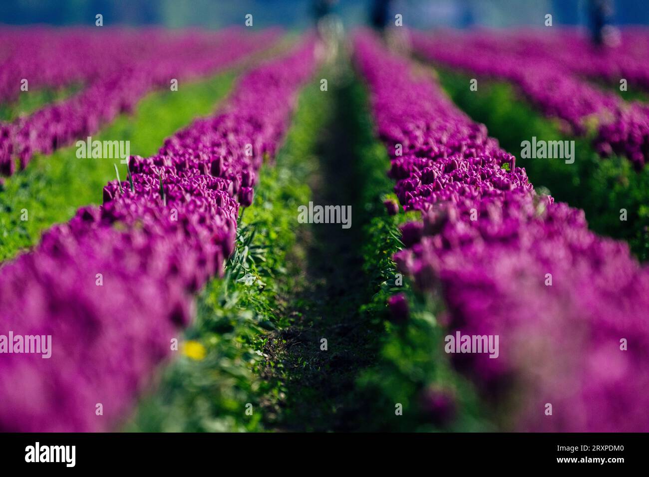 Field tulips in bloom hi-res stock photography and images - Alamy