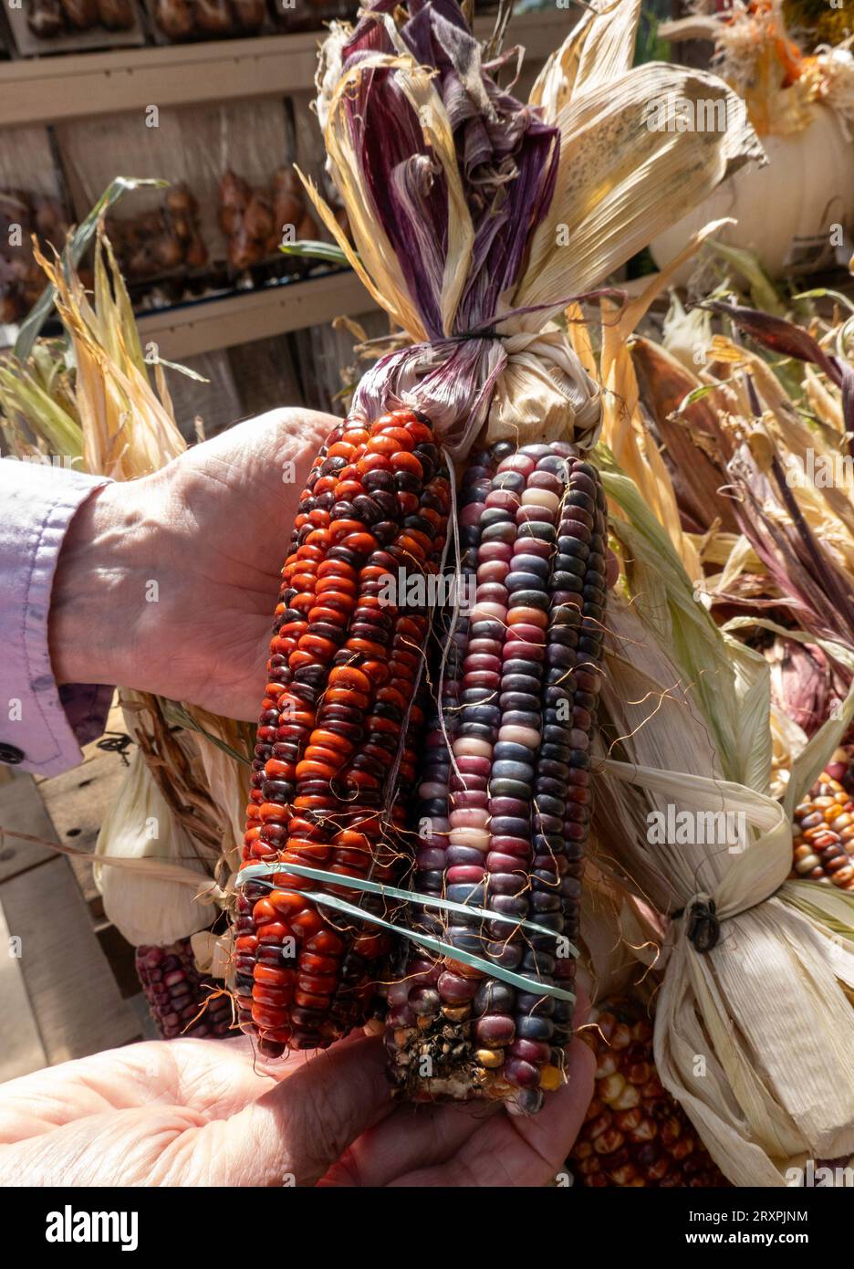 Ward's berry farm is a fun family destinations in the autumn months