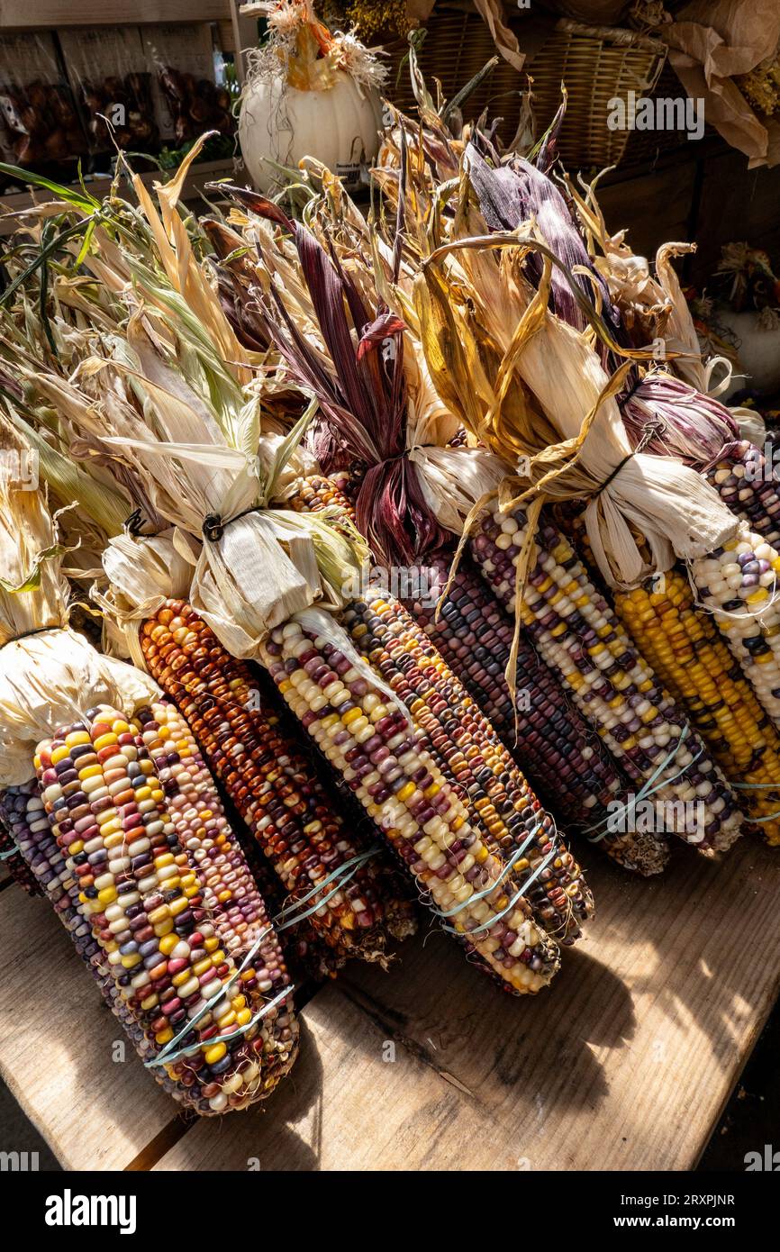 Ward's berry farm is a fun family destinations in the autumn months