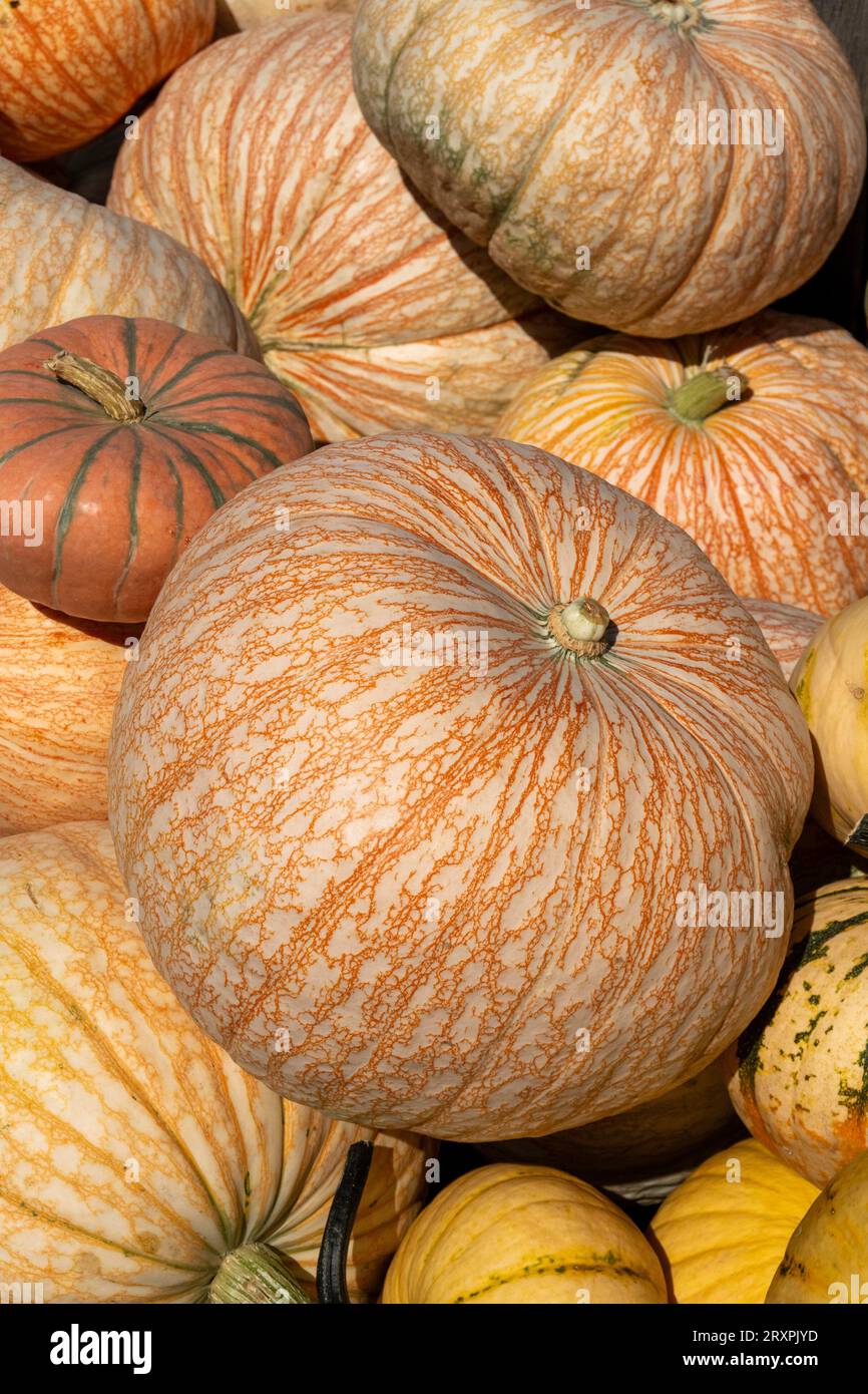 Pumpkins and squash or abundant during the autumn season in the Northeast, 2023, Massachusetts, United States Stock Photo