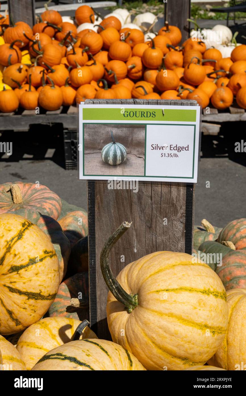 Pumpkins and squash or abundant during the autumn season in the Northeast, 2023, Massachusetts, United States Stock Photo
