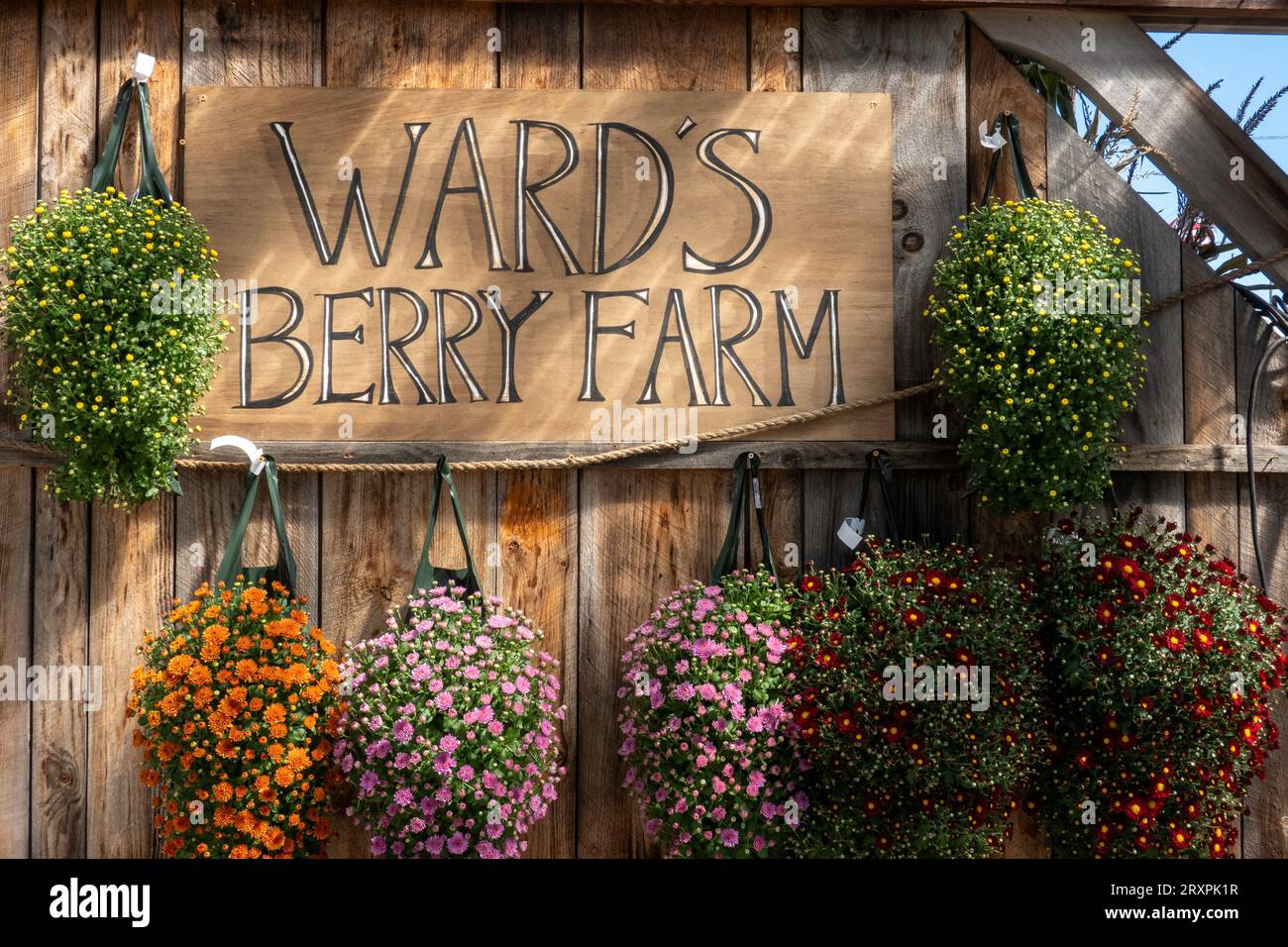 Ward's berry farm is a fun family destinations in the autumn months ...