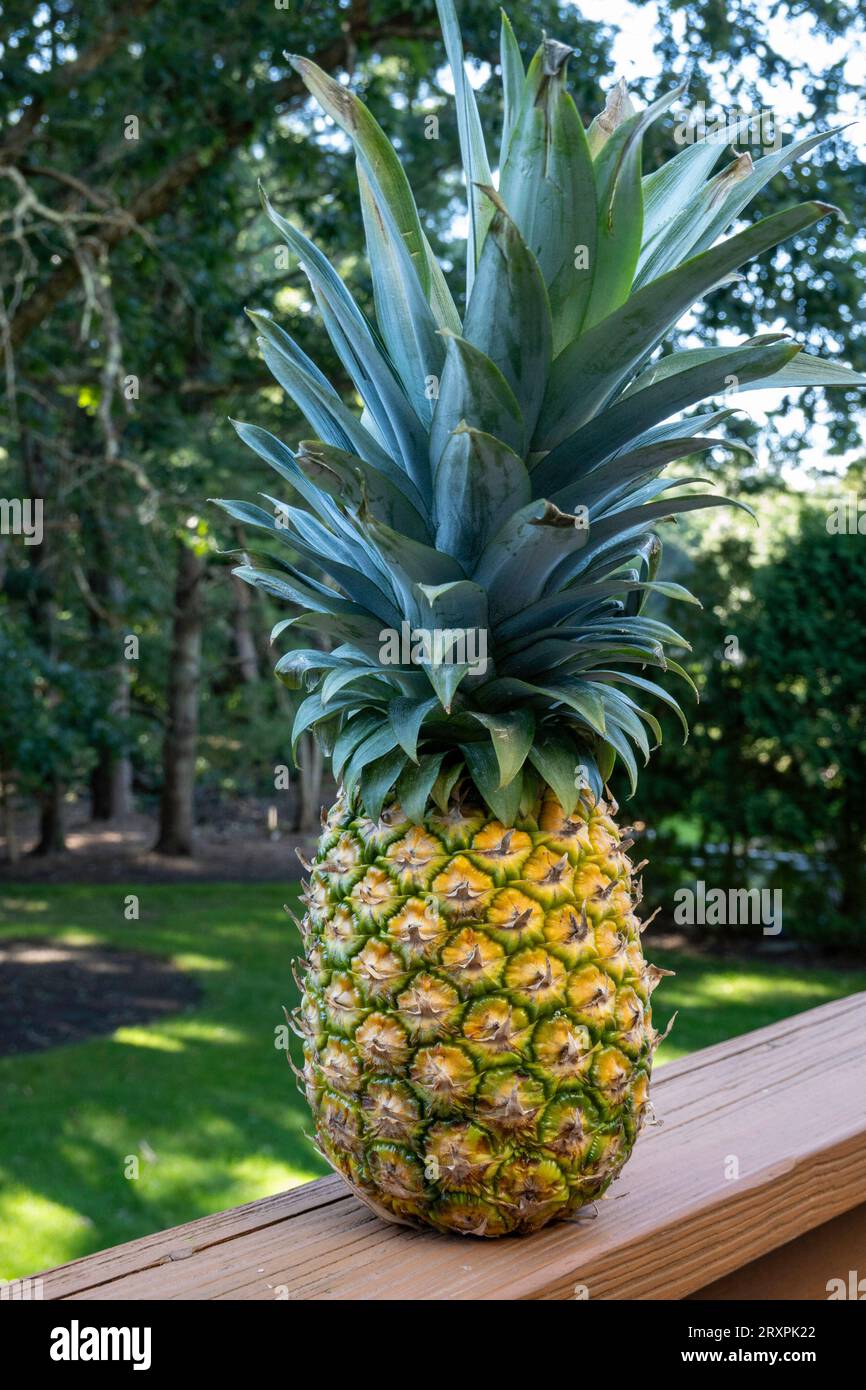 Fresh pineapple, a symbol of hospitality in the United States