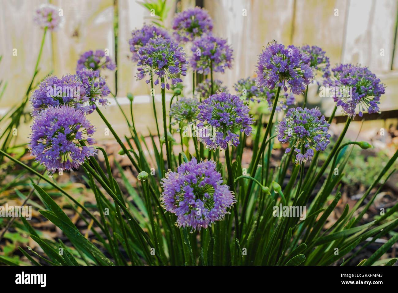 Ornamental onion, Allium Millenium, growing in an urban garden. Kansas