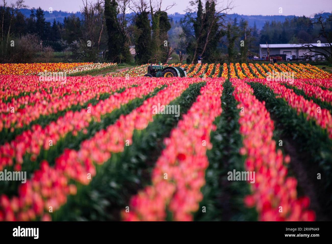 Rows of red tulips with tractor in background Stock Photo - Alamy