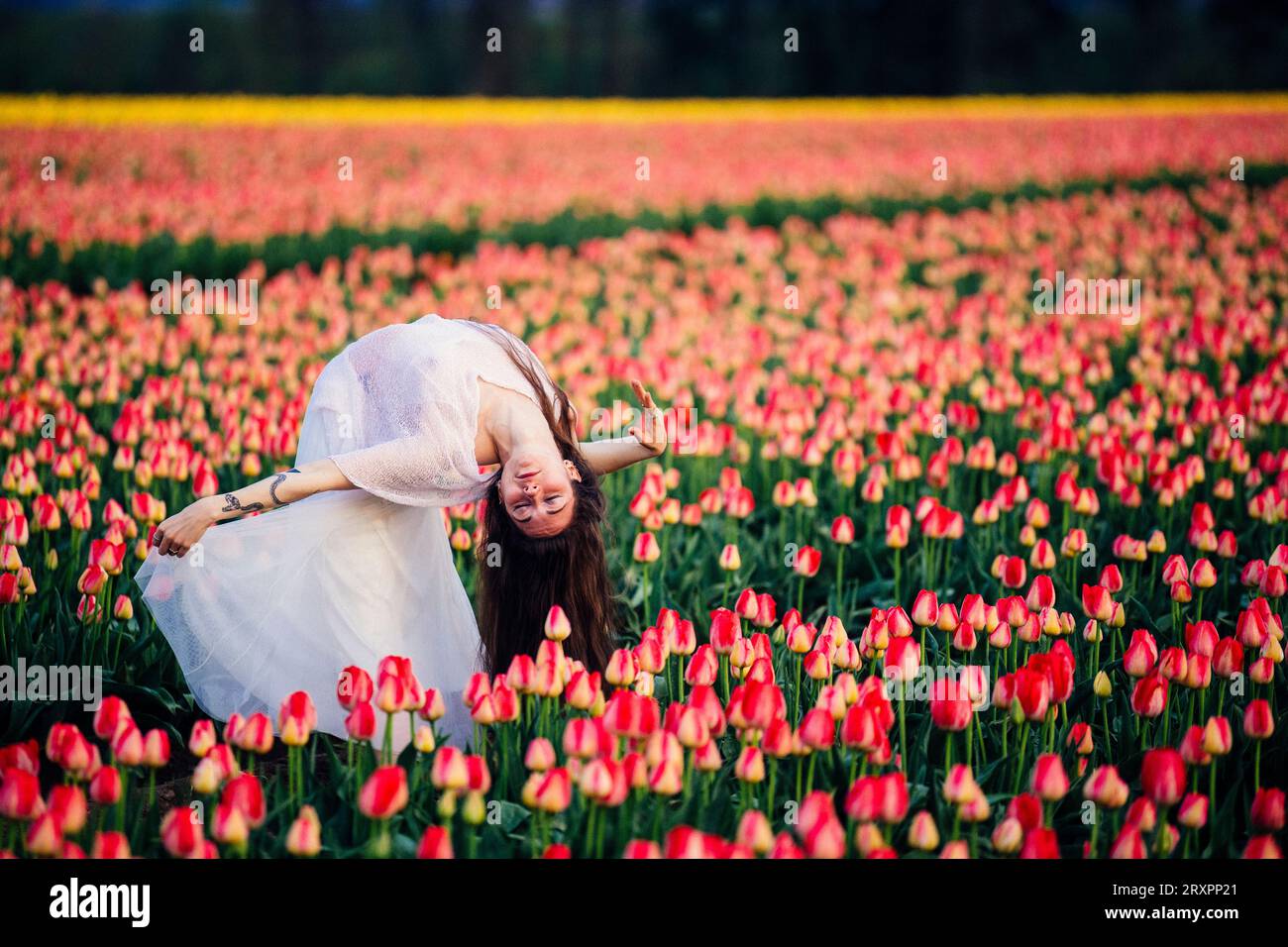 Long-haired brunette bending over backwards in vast tulip field Stock Photo