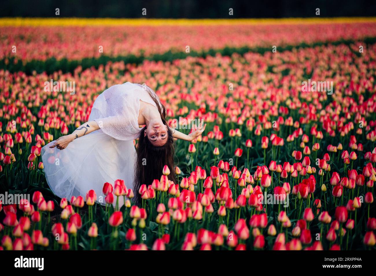 Long-haired brunette bending over backwards in vast tulip field Stock Photo