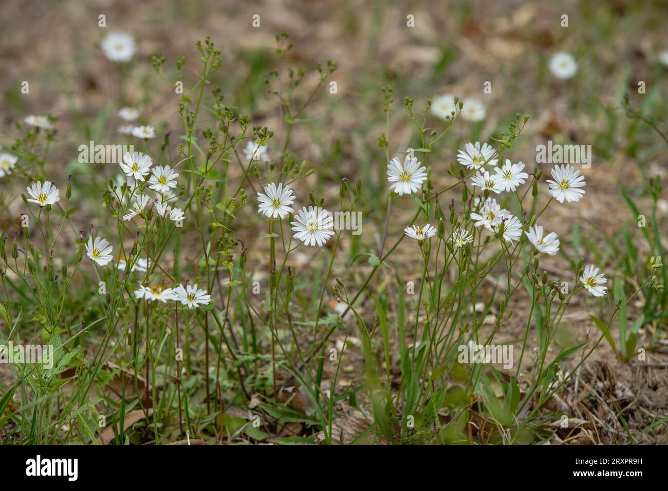 Wild flowers in the wilderness, North China Stock Photo