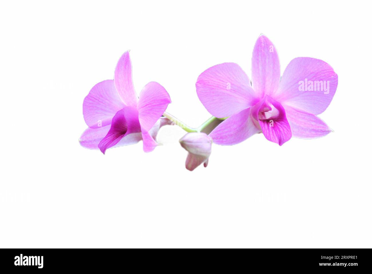 Close up of a purple Larat orchid whose Latin name is Dendrobium bigibbum var. schoederianum in bloom with white background Stock Photo