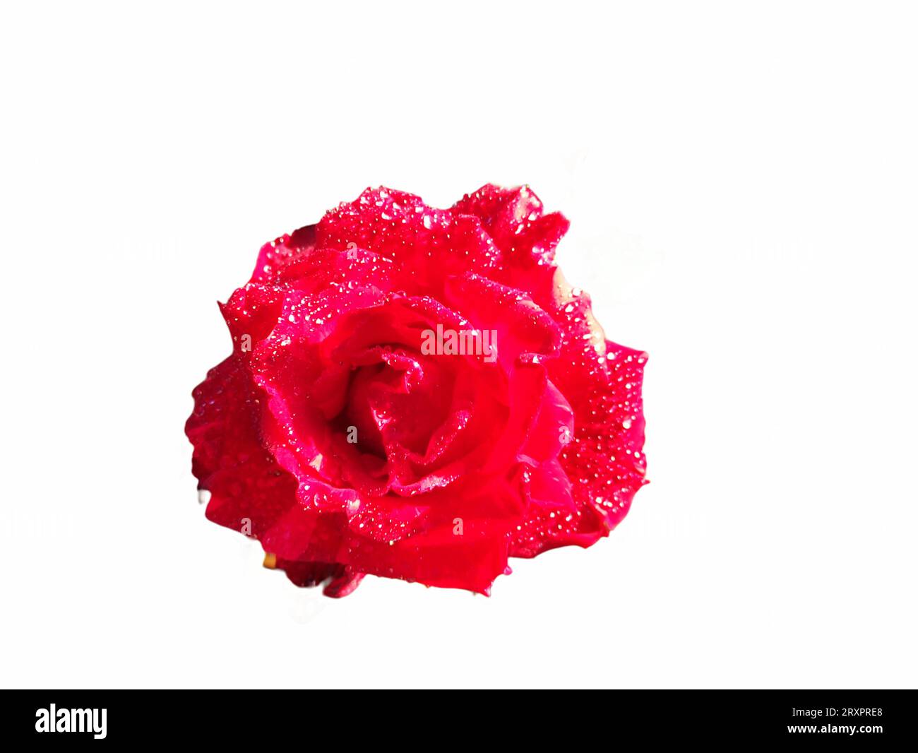 close up of a red rose in bloom against a white background Stock Photo ...