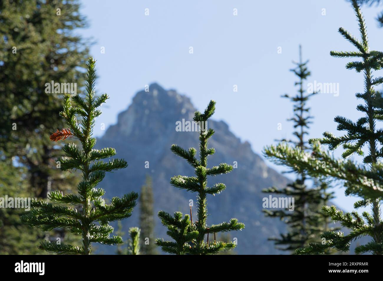 Pine trees in front of mountain hi-res stock photography and images - Alamy