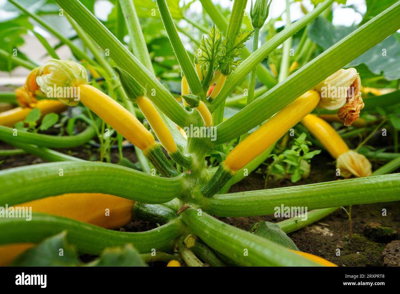 Banana shaped zucchini in the greenhouse, North China Stock Photo