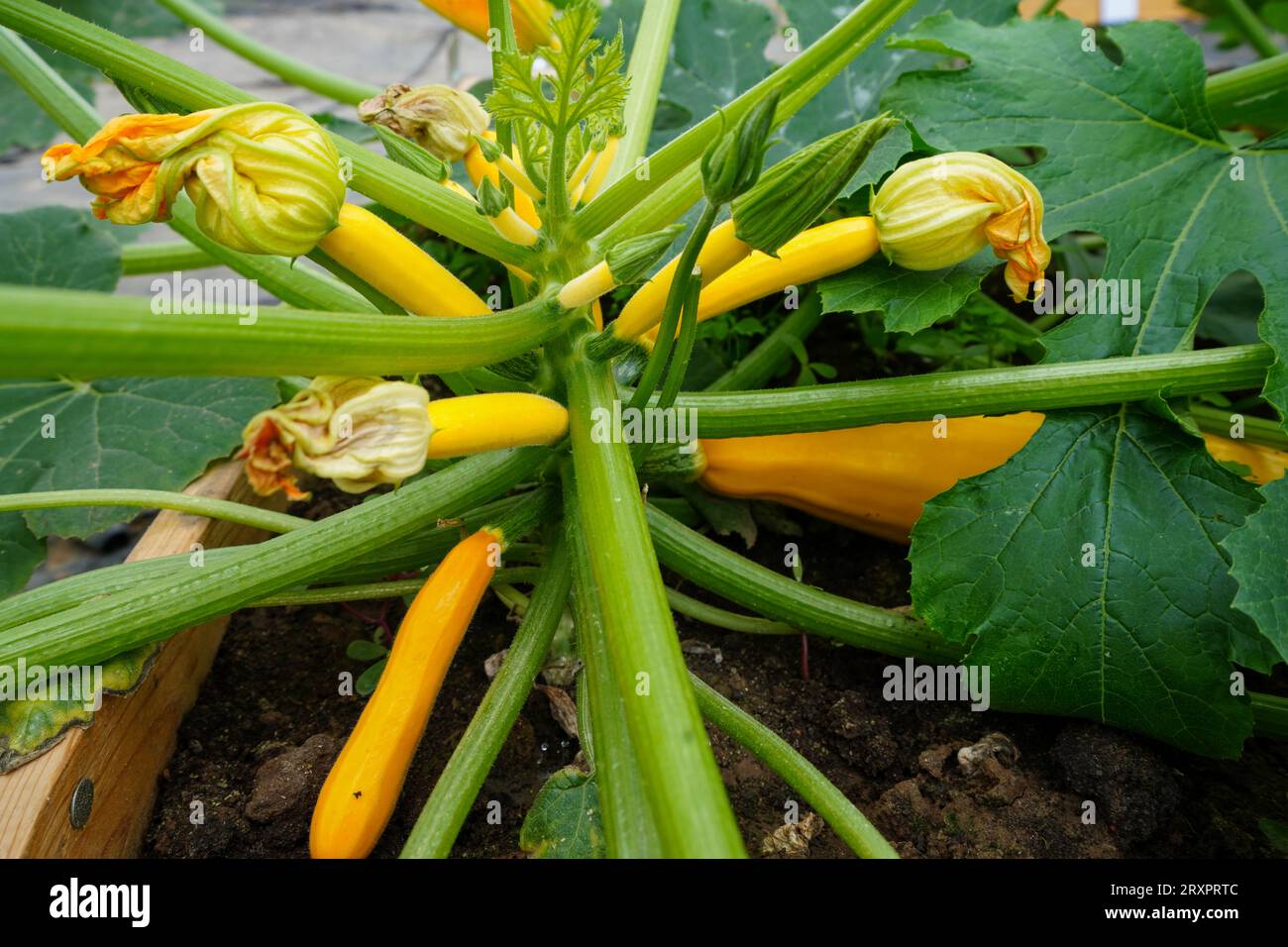 Banana shaped zucchini in the greenhouse, North China Stock Photo