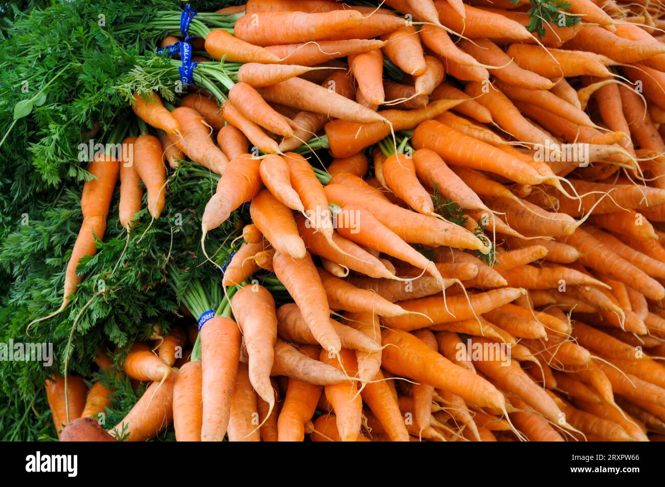 Carrot Bunches Stacked Ready for Sale Stock Photo