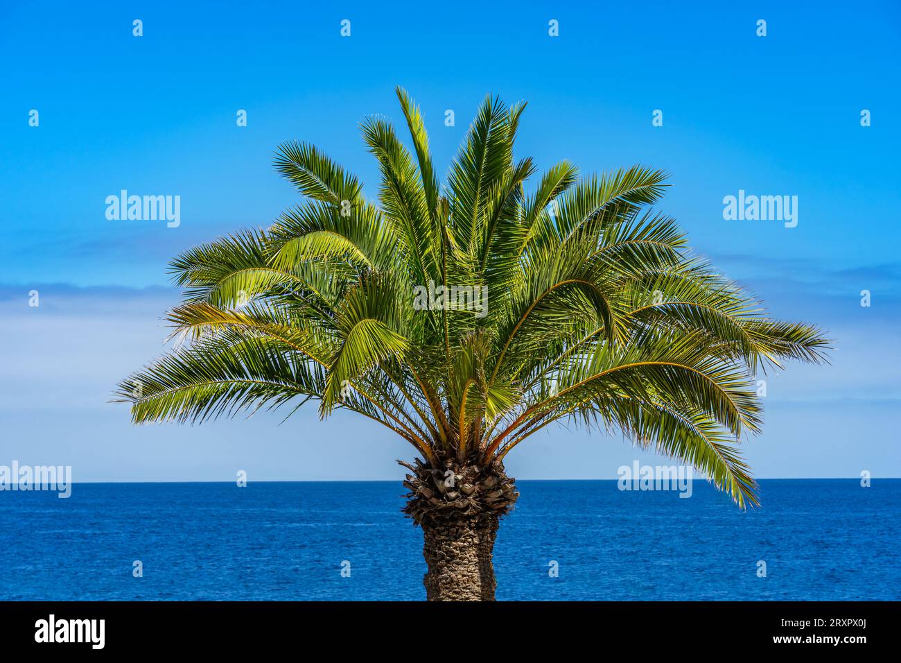 One palm tree with a background of the Pacific Ocean and sky Stock Photo