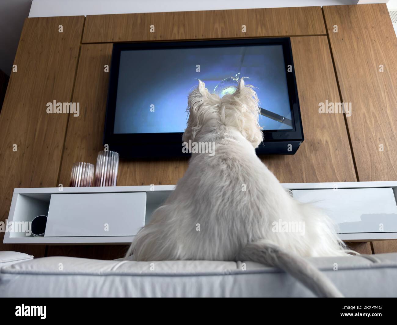 Dog watching TV Stock Photo Alamy