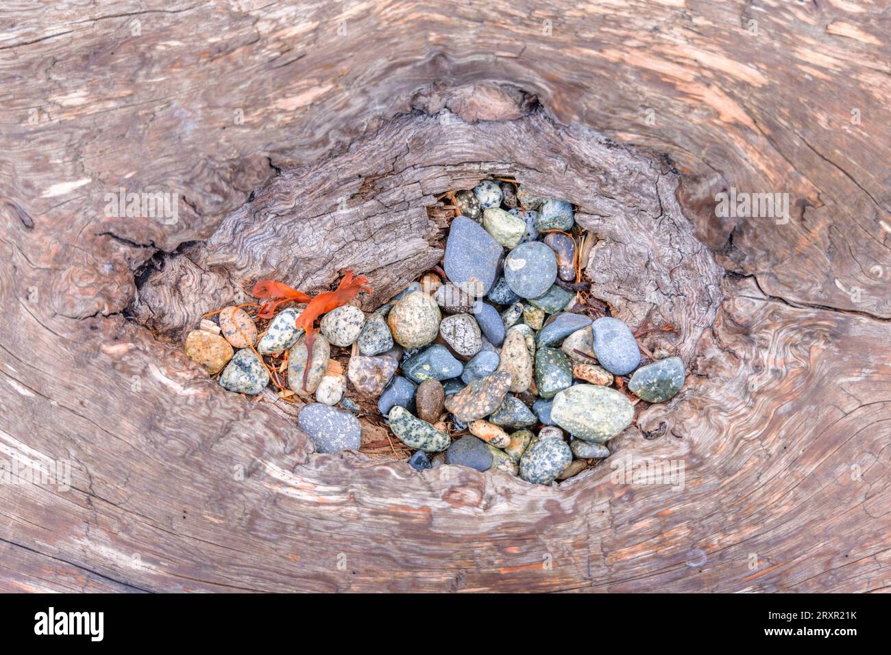 A collection of pebbles and stones gathered in a hole in a log washed up on the seashore on the Sunshine Coast in British Columbia, Canada. Stock Photo