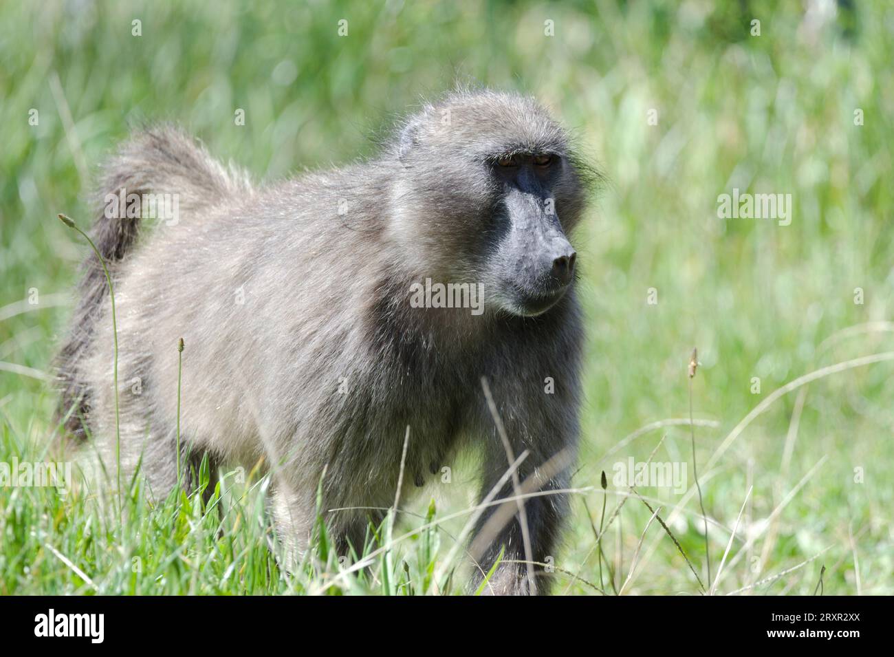 Baboon in South Africa Stock Photo - Alamy