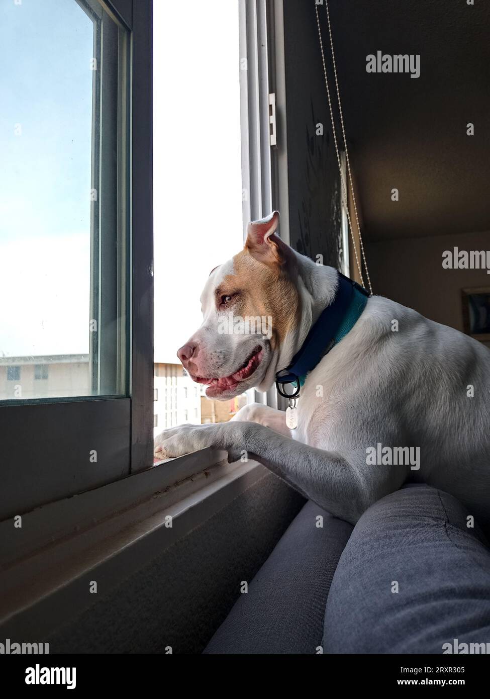 White dog with brown spots gossipy pitbull leaning out the window