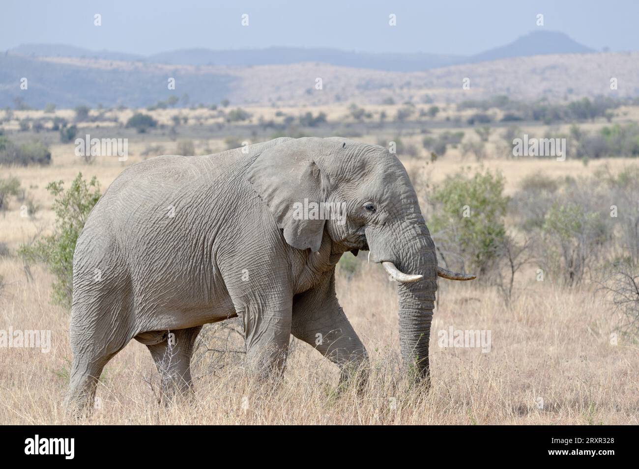 Wild elephant in Pilanesberg National Park in South Africa. Stock Photo