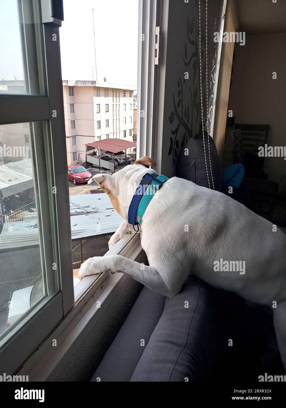 Neighbor Spotted Window White dog with brown spots gossipy pitbull leaning out the window ...