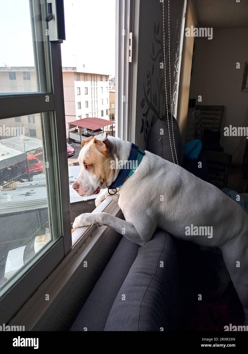 Neighbor Spotted Window White dog with brown spots gossipy pitbull leaning out the window ...