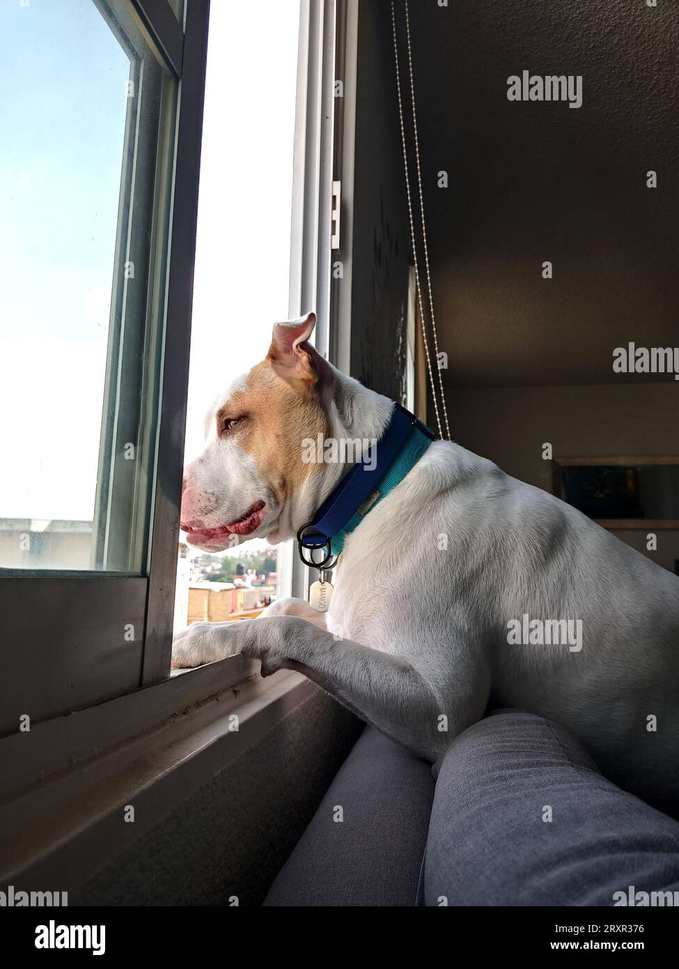 White dog with brown spots gossipy pitbull leaning out the window