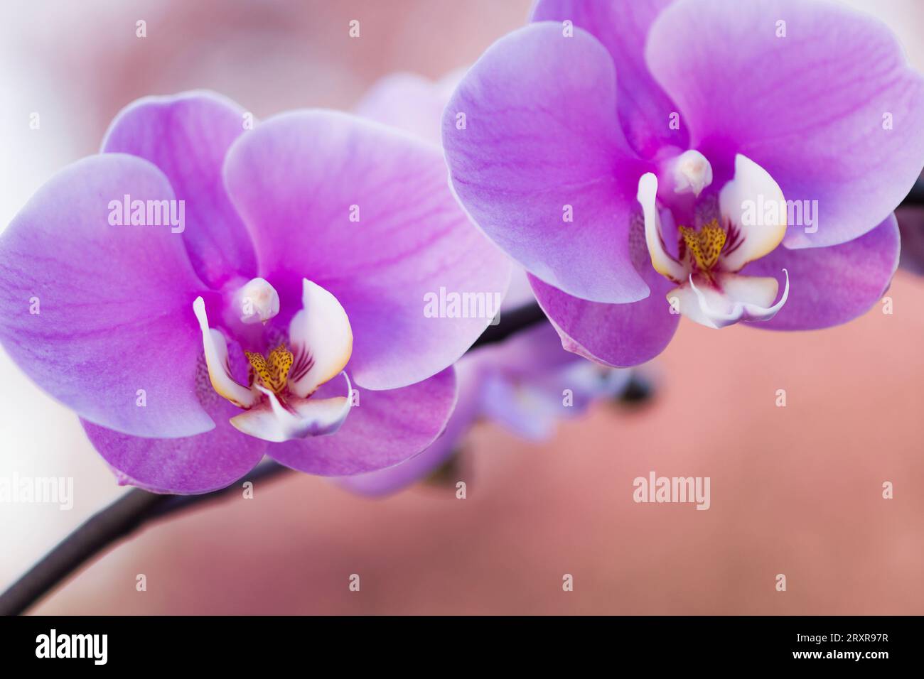 Phalaenopsis Taisuco Anna orchids Stock Photo - Alamy