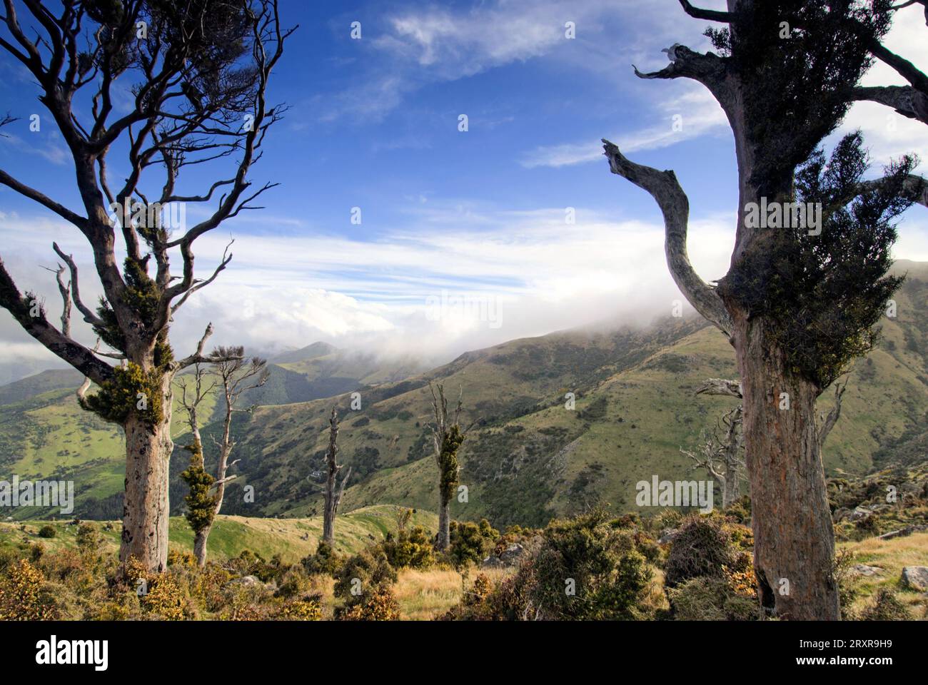 Totara Trees on hillside above Banks Peninsular, Christchurch, New Zealand. Stock Photo