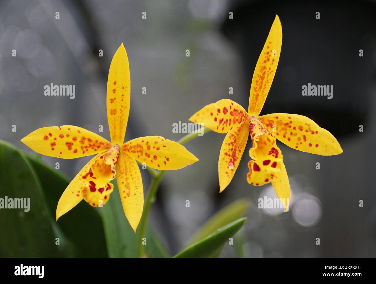 Beautiful yellow and red freckled flowers of Brassocattleya Hoku Gem 'Freckles' Stock Photo