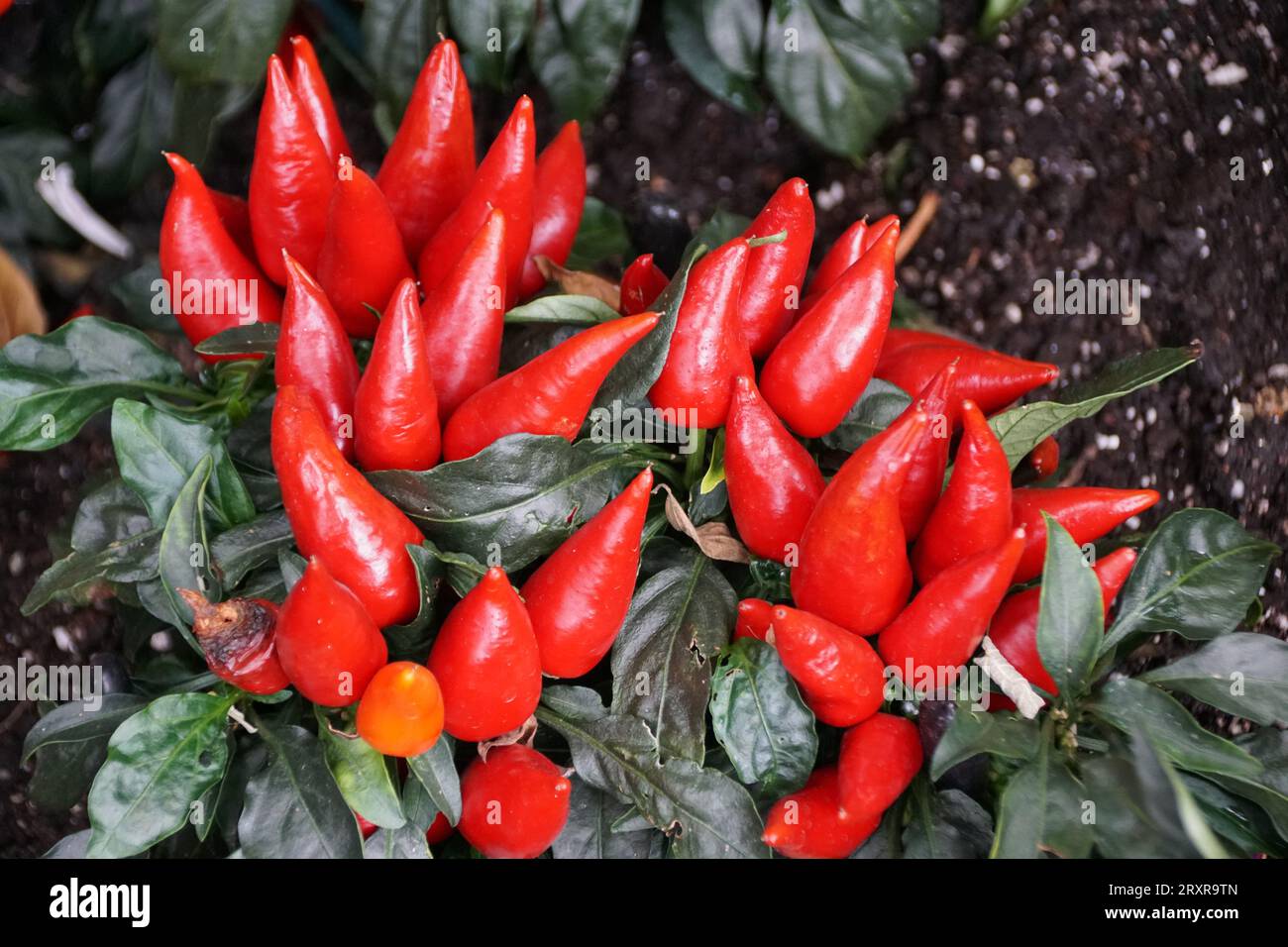 The bright red color of Ornamental Pepper 'Blaze', with scientific name Capsicum Annuum Stock Photo