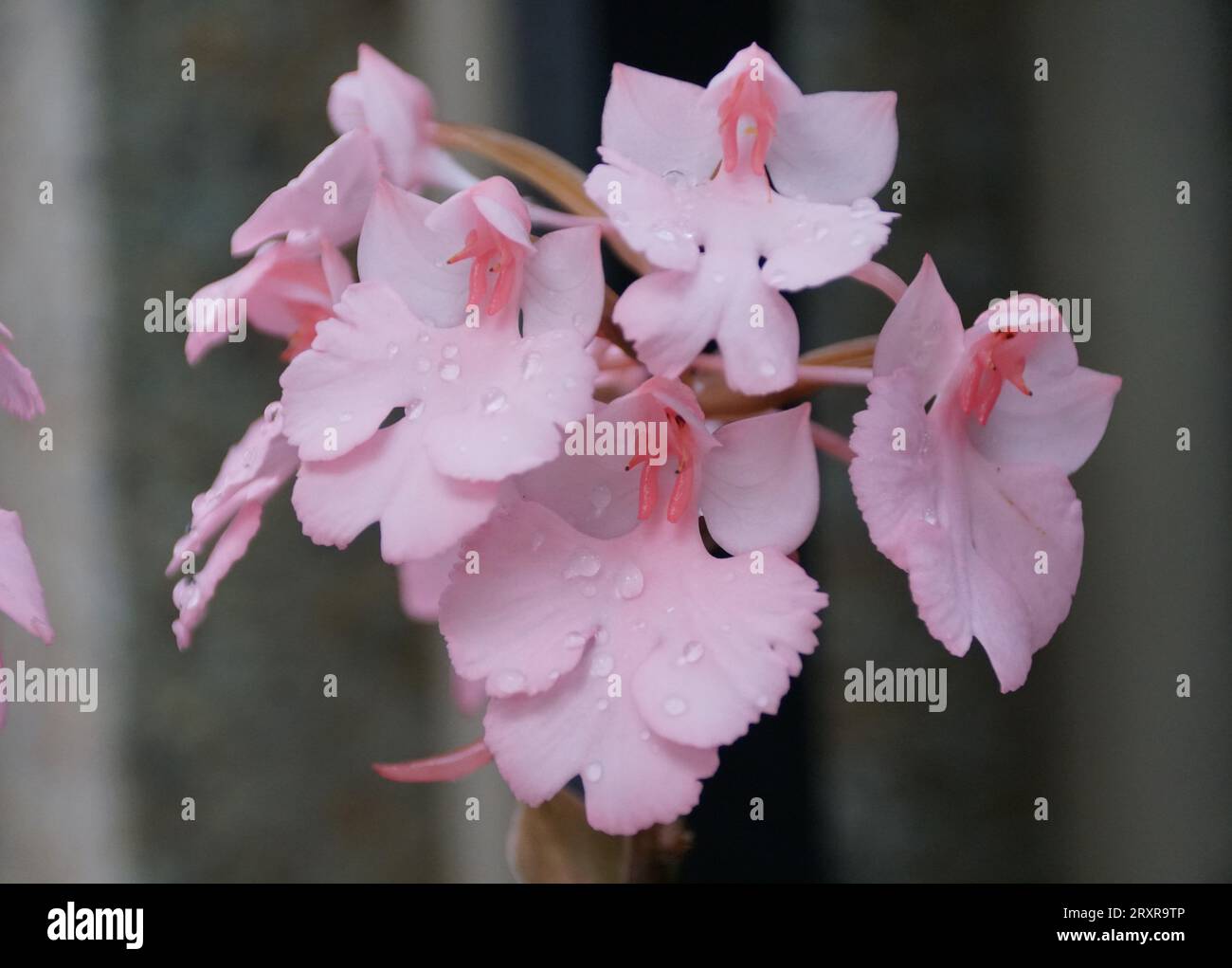 Tiny pink flowers on Habenaria Galah hybrid orchids Stock Photo