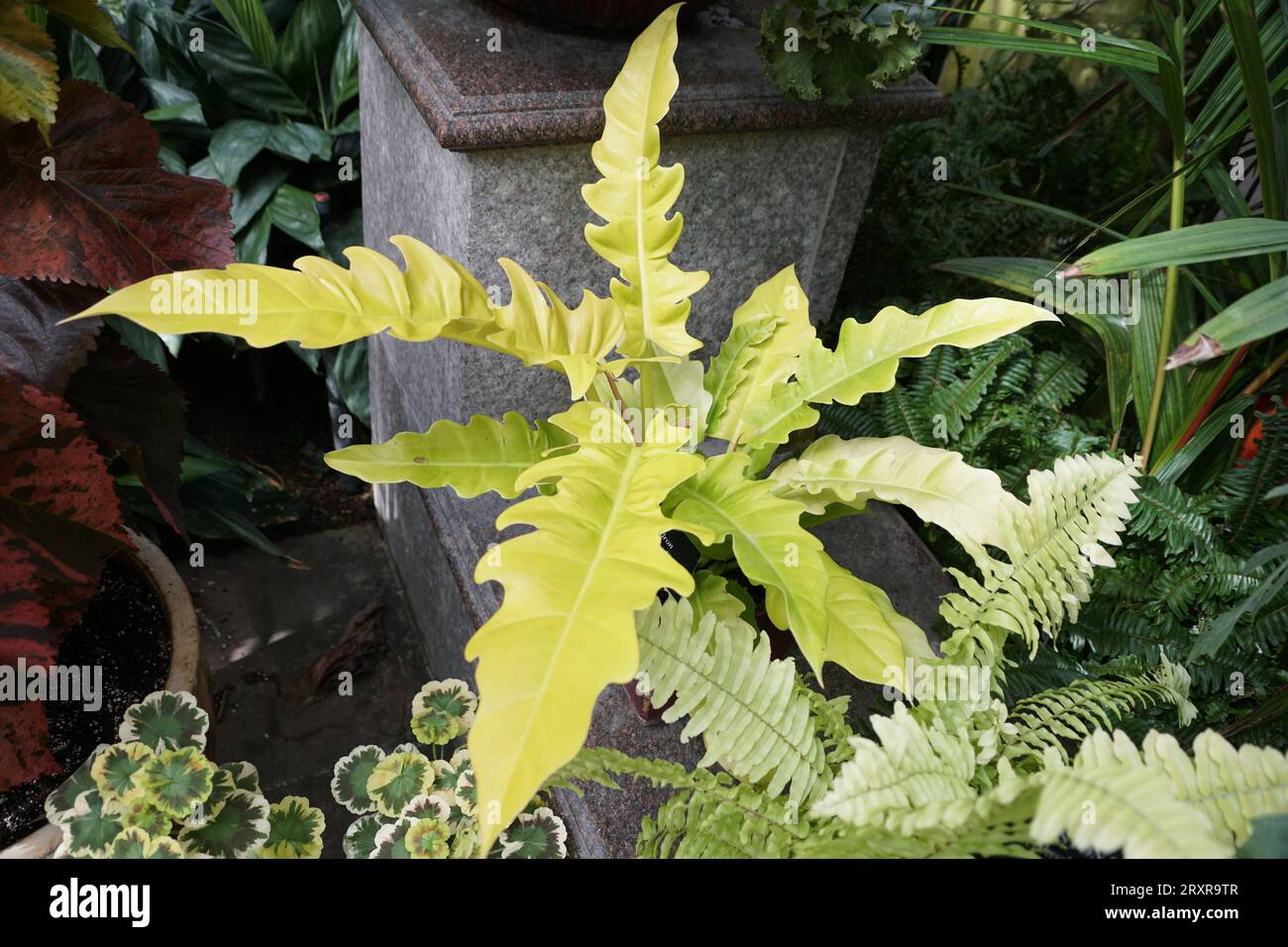 philodendron silver sword standort Rare Silver Sword Philodendron Hastatum